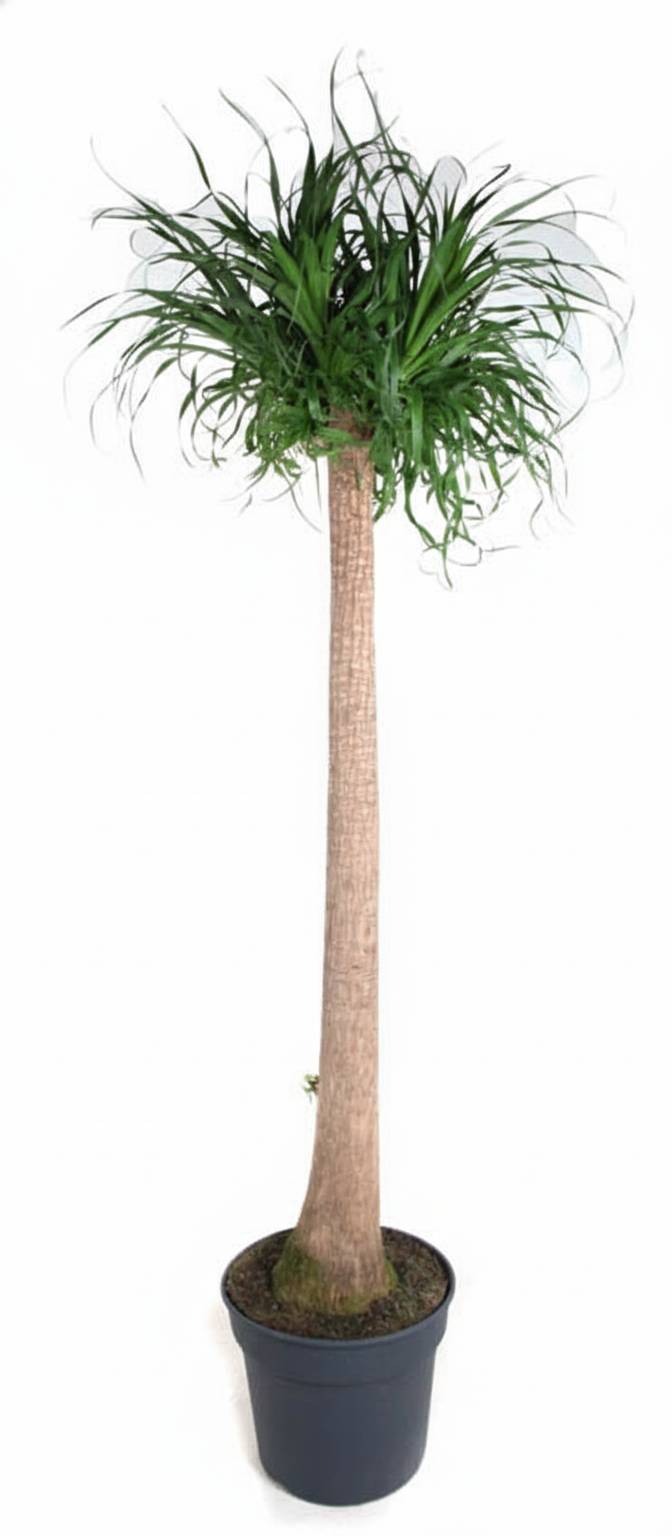 Beaucarnea Xxl - D34 H180cm