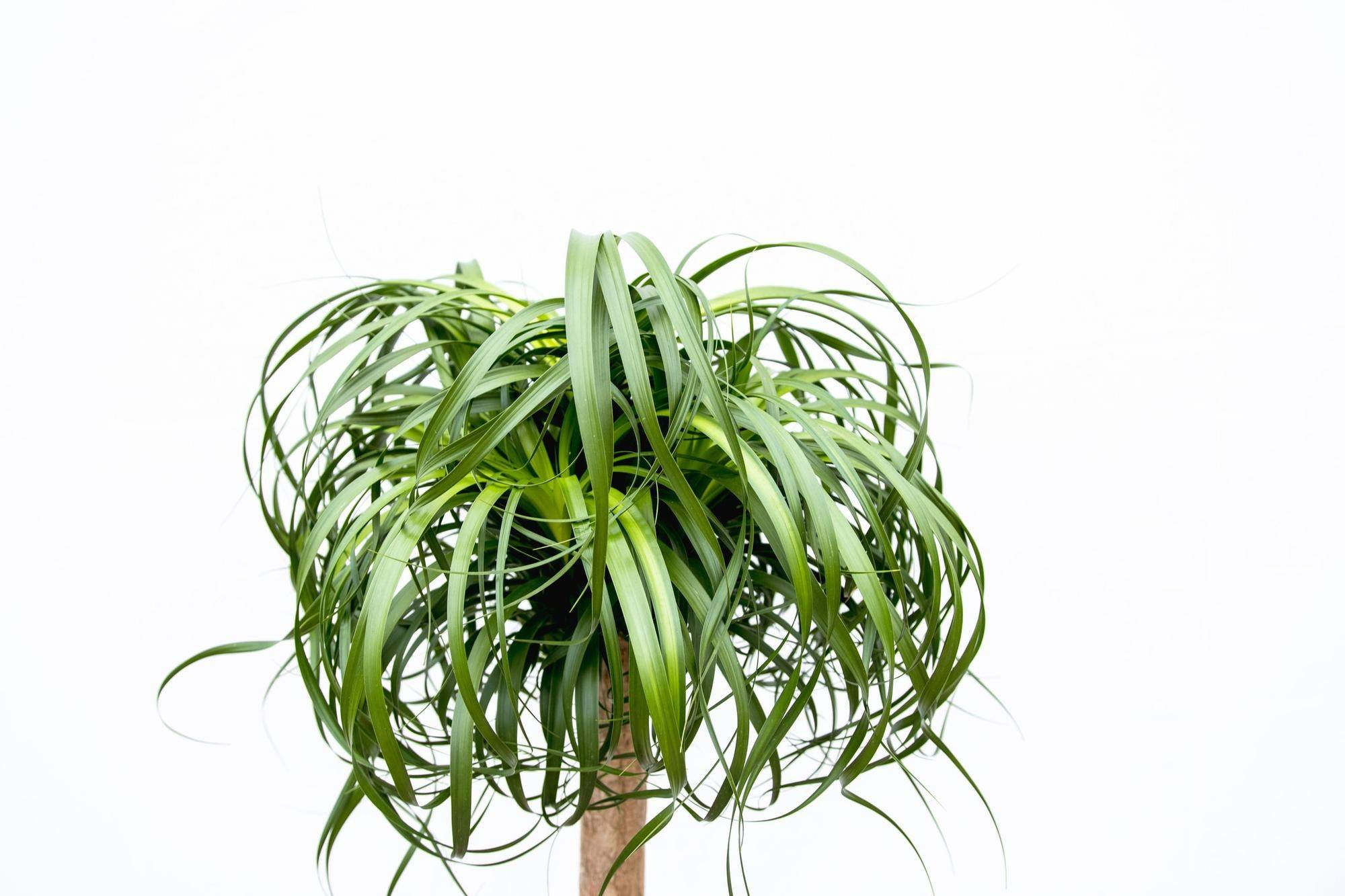 La Green Touch - Beaucarnea Xxl - D34 H180cm - Image 3