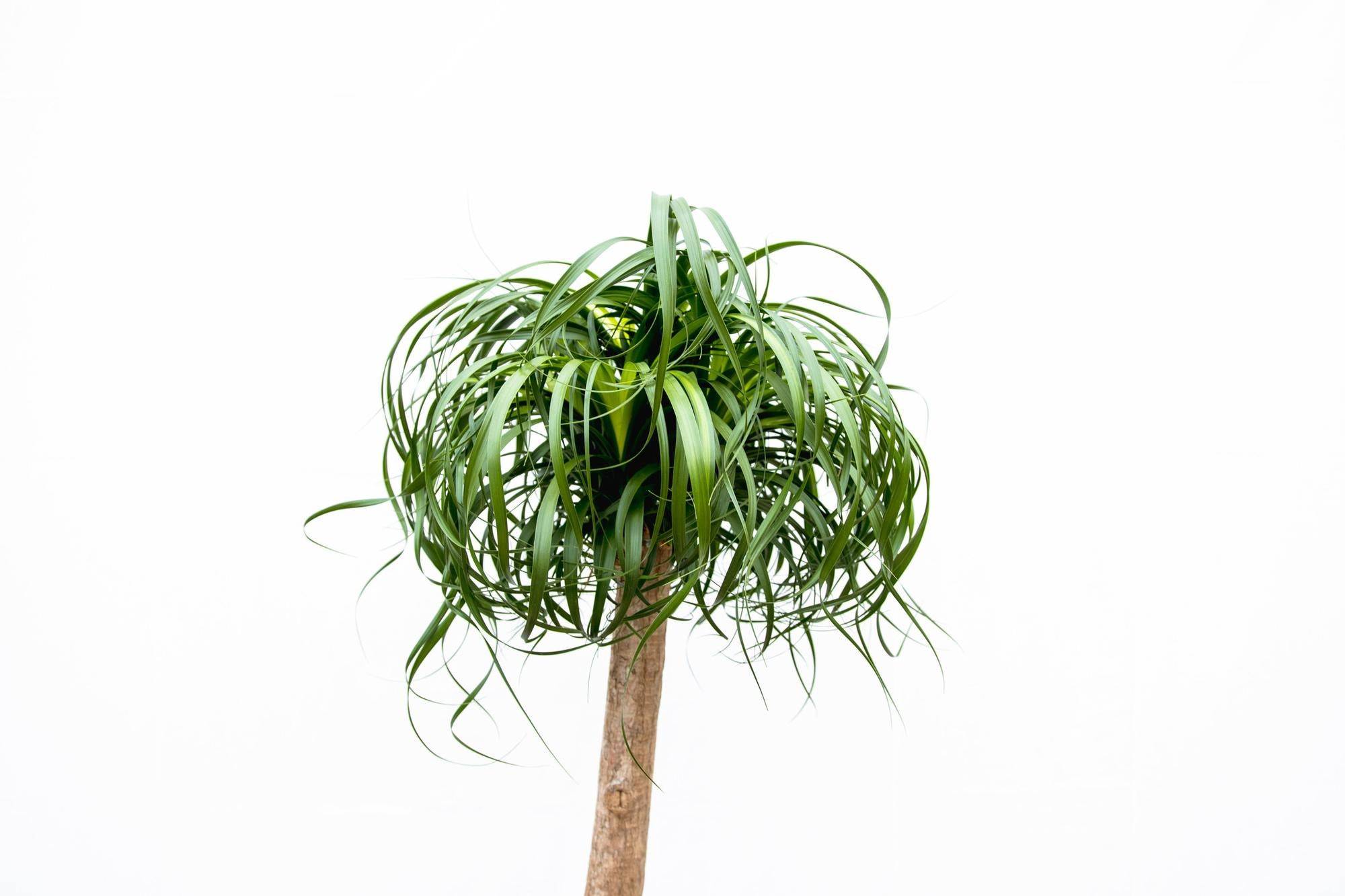 La Green Touch - Beaucarnea Xxl - D34 H180cm - Image 2