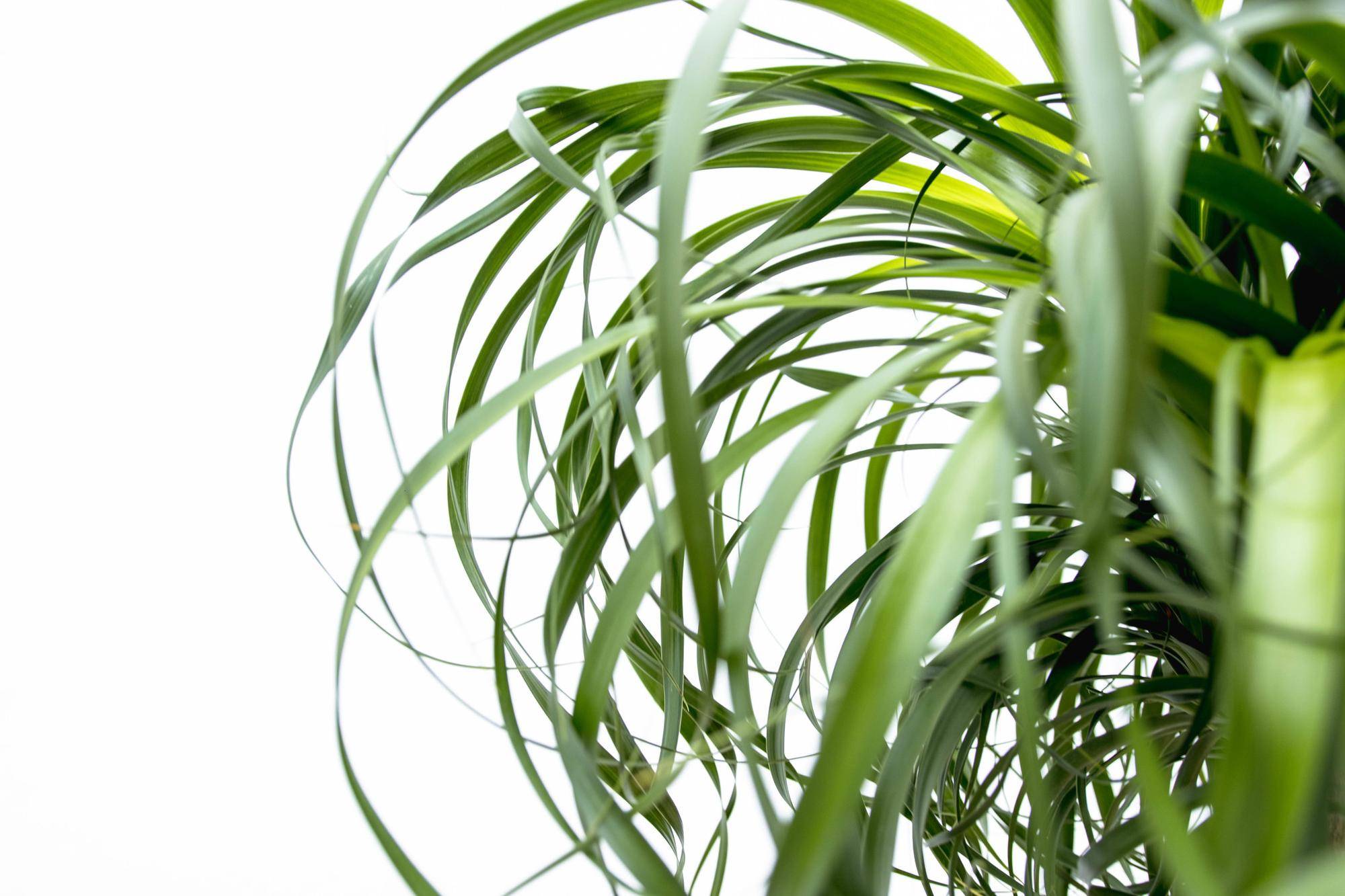 La Green Touch - Beaucarnea Xxl - D34 H180cm - Image 5