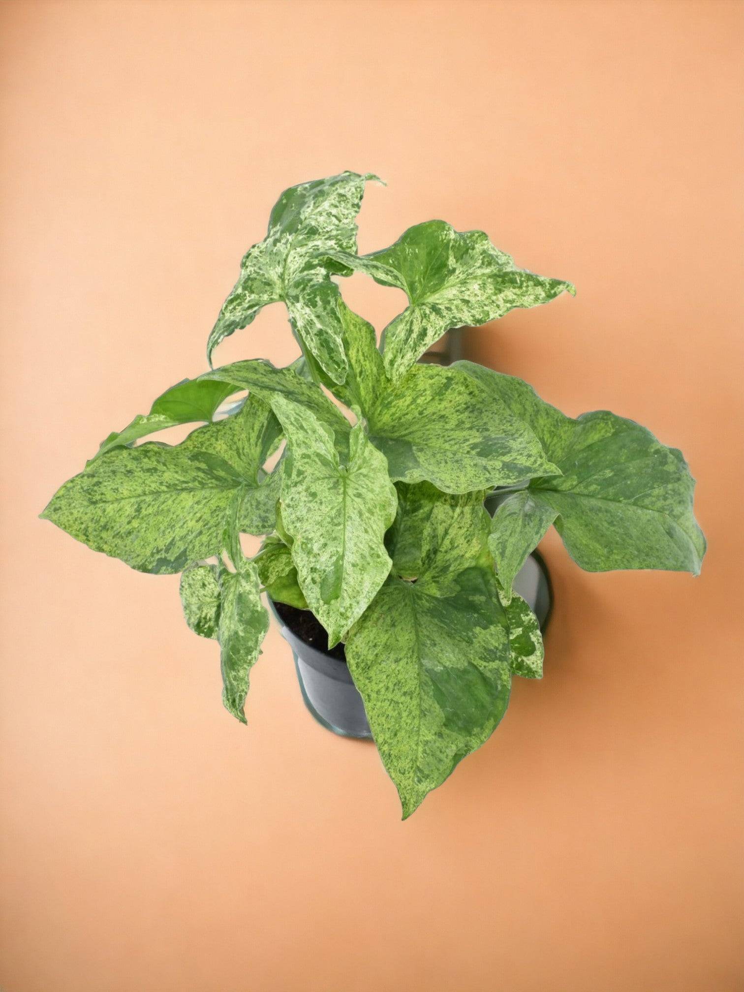 Syngonium Mottled- La Green Touch - Imagen 1