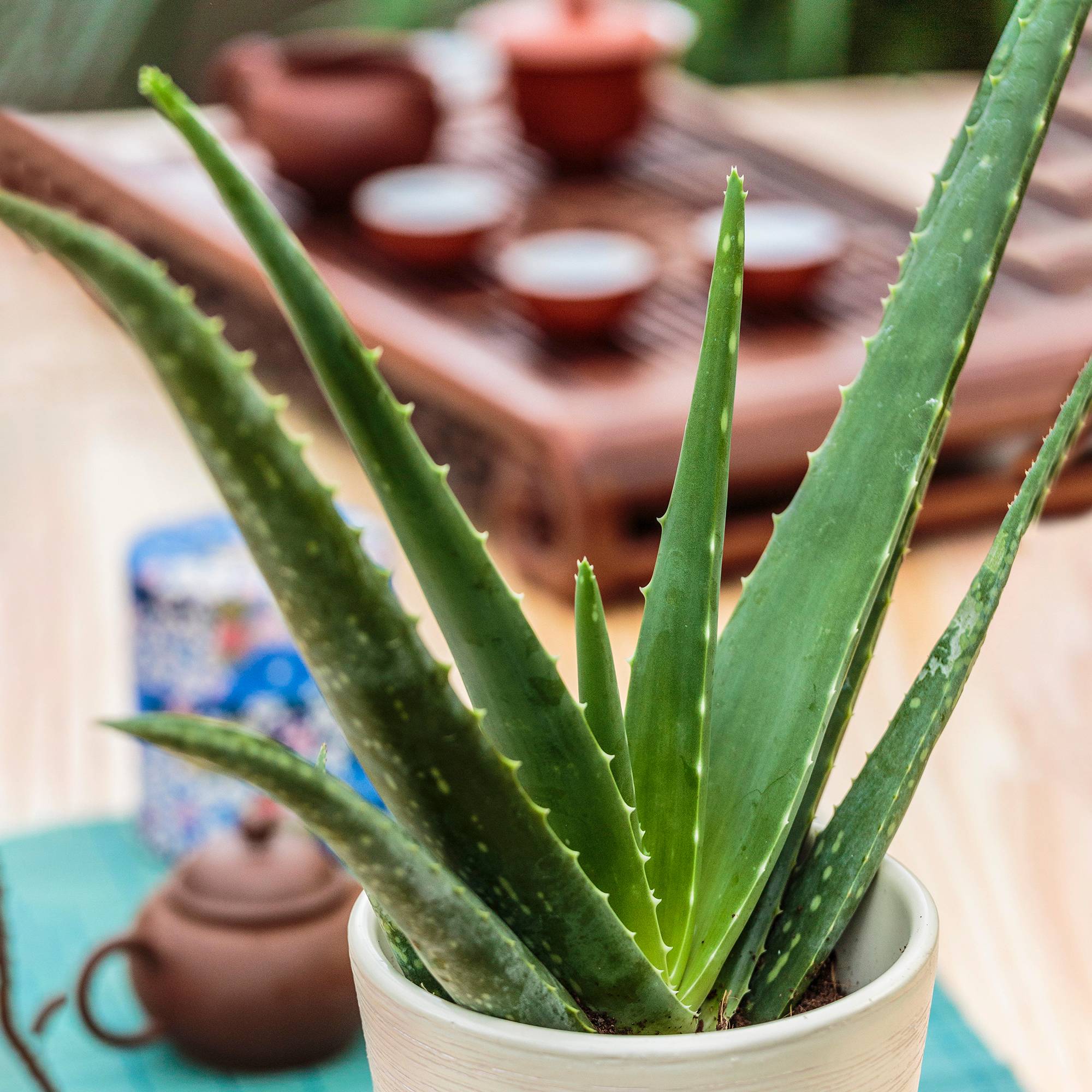 Gardenersdream - Aloe Vera Barbadensis Pour L’Intérieur | Idéale Pour La Maison Ou Le Bureau | 25-35 Cm (Pot Inclus) - GardenersDream - Imagen 1