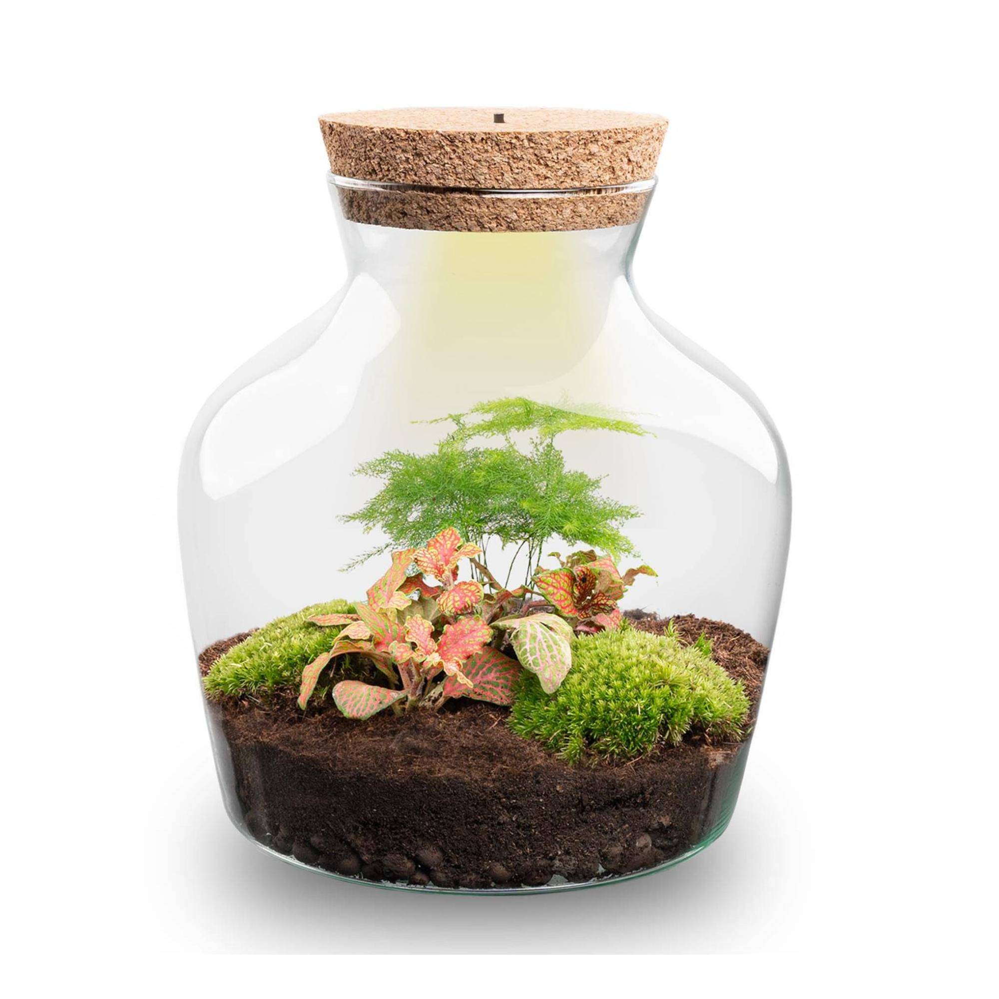 Terrarium à composer bouteille en verre recyclé - Ø20-H22cm - avec râteau, pelle et pince - Terrarium DIY - Image 2