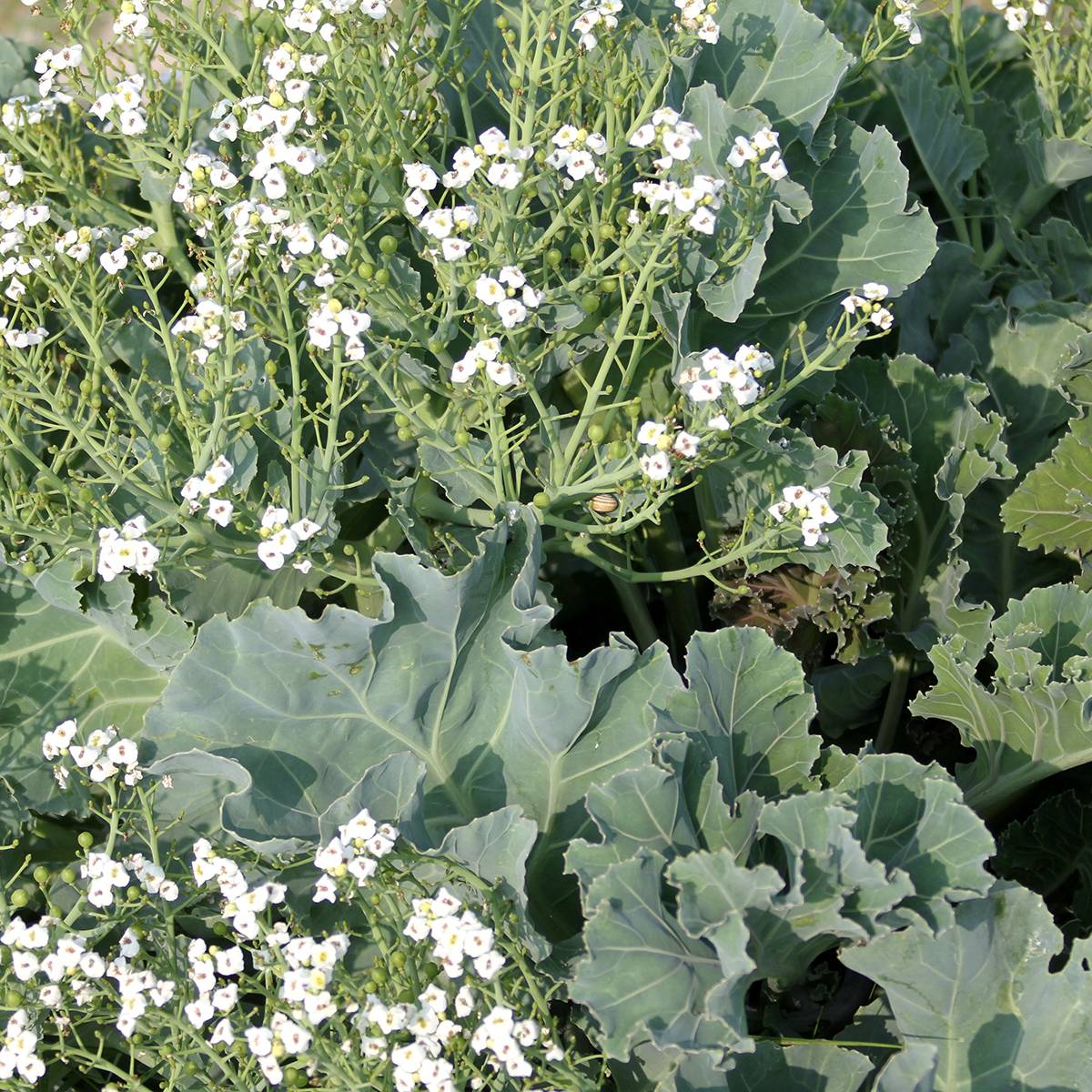 Graines de Chou marin - Crambe maritima le sachet de 20 graines environ (1,2g)