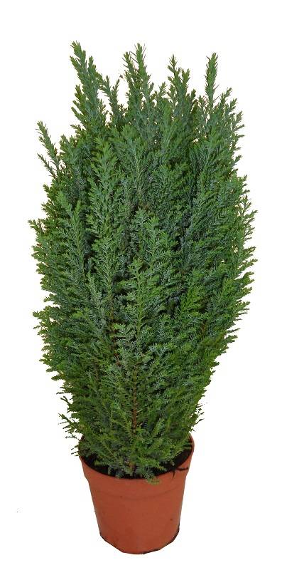 Chamaecyparis law. Elwoodii pot 13 cm