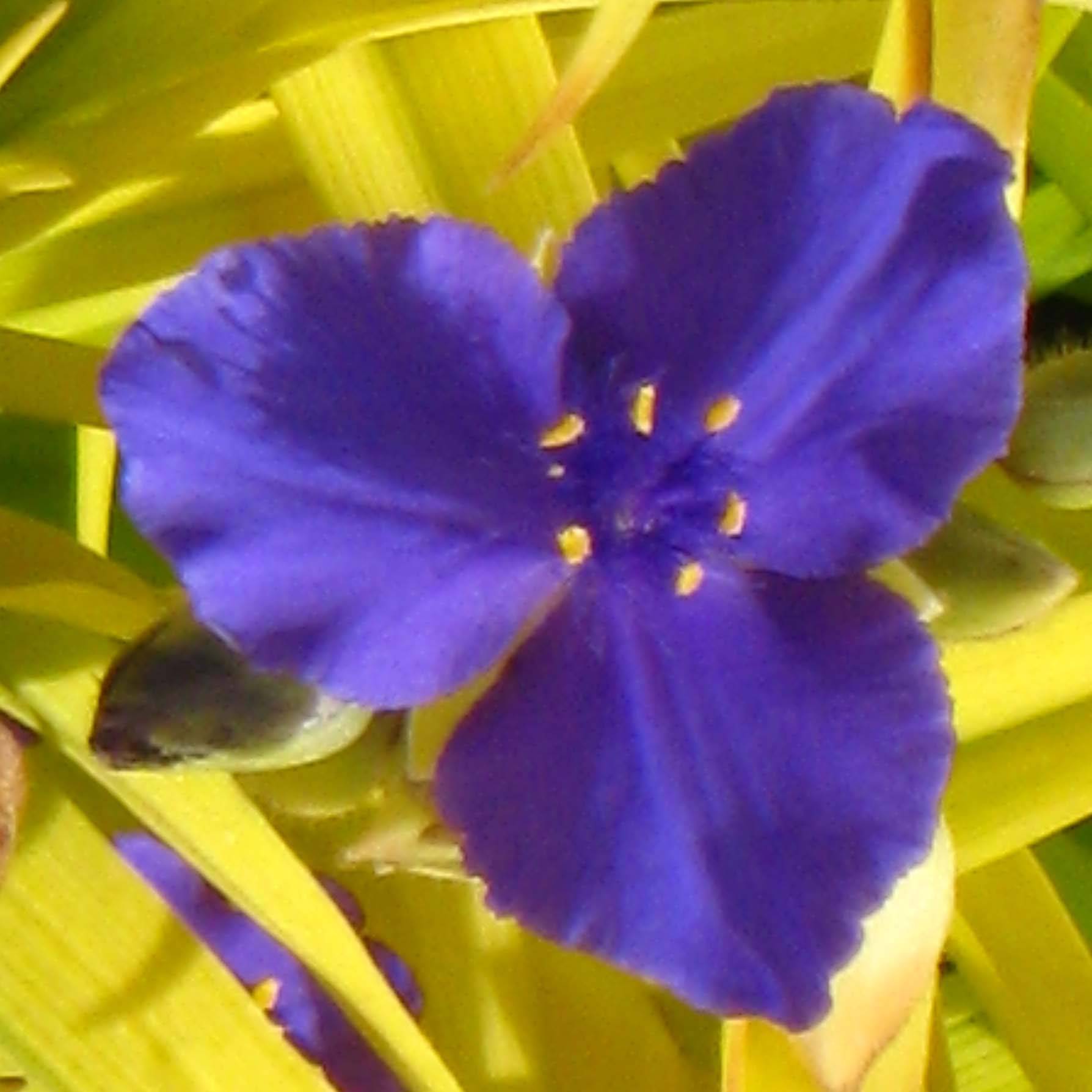 Éphémère de Virginie - Tradescantia andersoniana Sweet Kate Pot de 2L/3L