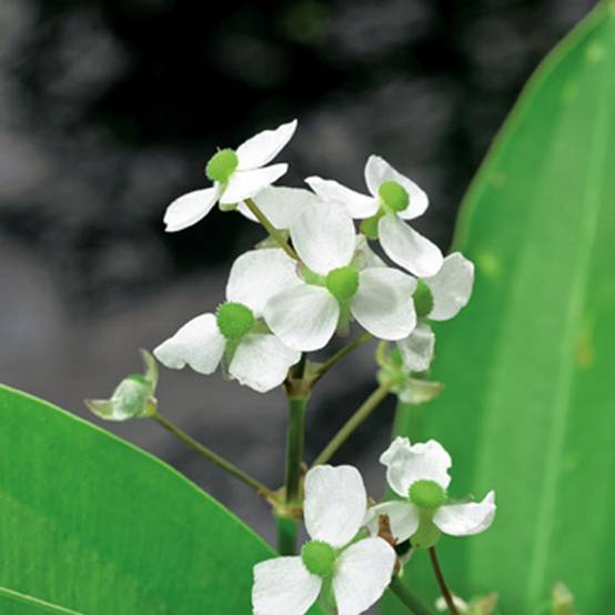 Sagittaria graminea - Sagittaire à feuilles de graminée Godet de 8/9 cm