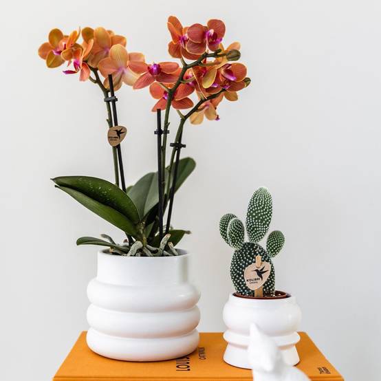 La Green Touch - Orchidée Bolzano en pot Bubble blanc 35cm - Plante d'intérieur- La Green Touch - Image 1