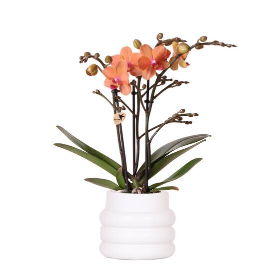 La Green Touch - Orchidée Bolzano en pot Bubble blanc 35cm - Plante d'intérieur- La Green Touch - Image 2