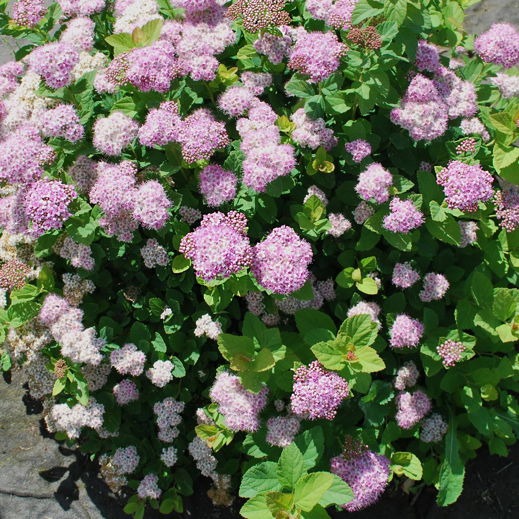 Spirée à feuille de bouleau Pink Sparkler - Spiraea betulifolia Pot de 2L/3L - Image 1