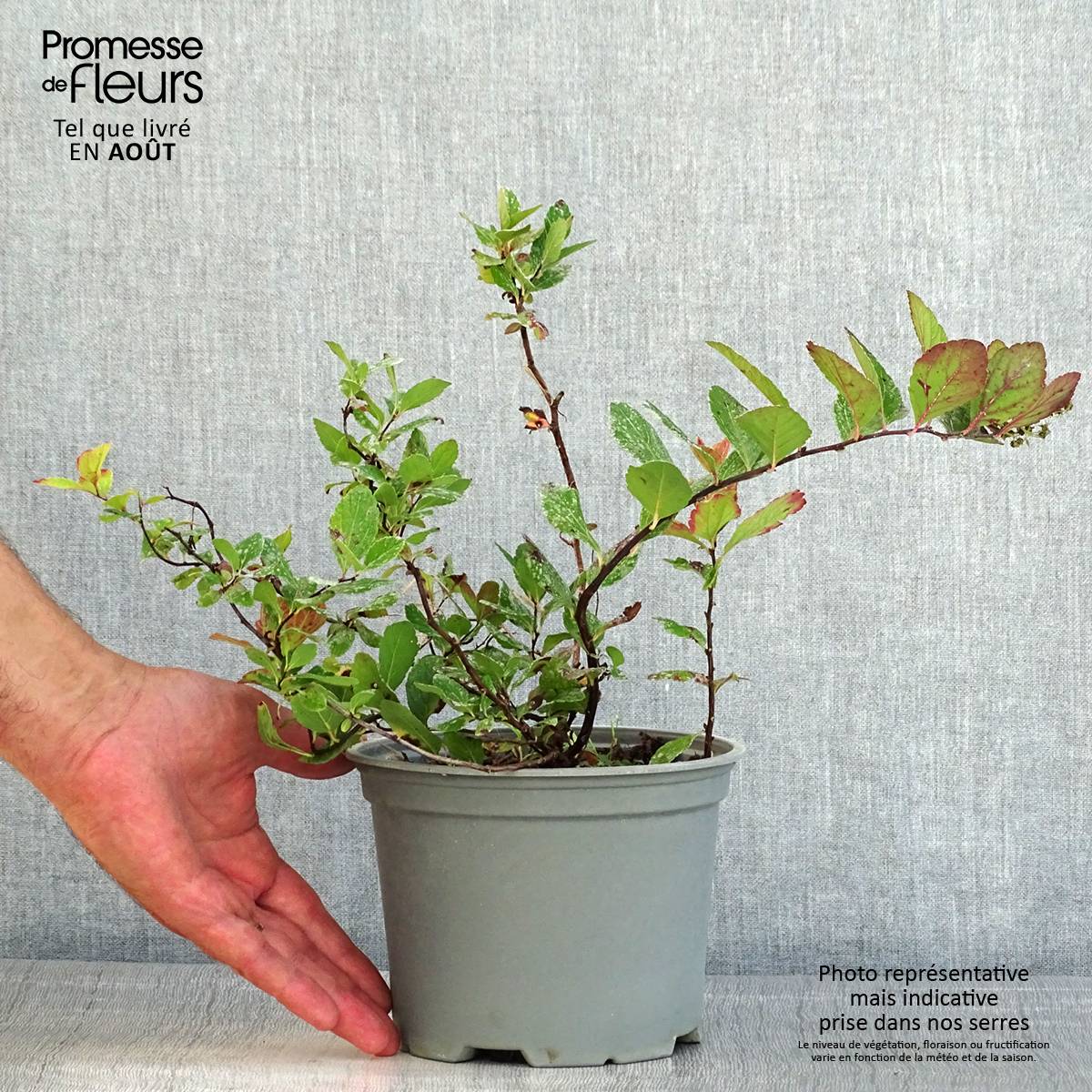 Spirée à feuille de bouleau Pink Sparkler - Spiraea betulifolia Pot de 2L/3L - Image 2