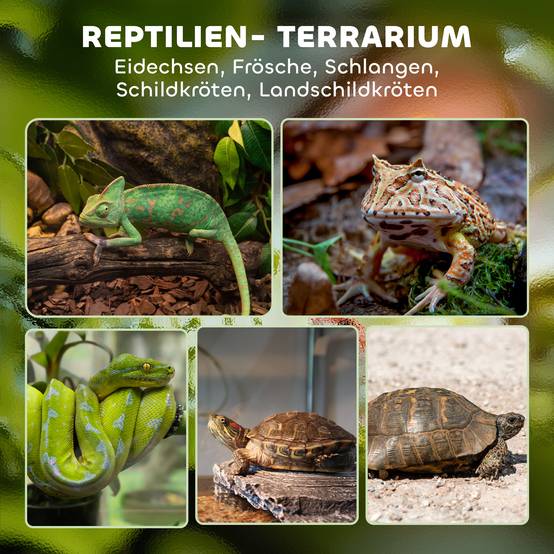 Terrarium pour reptiles verre transparent 50 x 30 x 25 cm - PANGIVO - Image 6