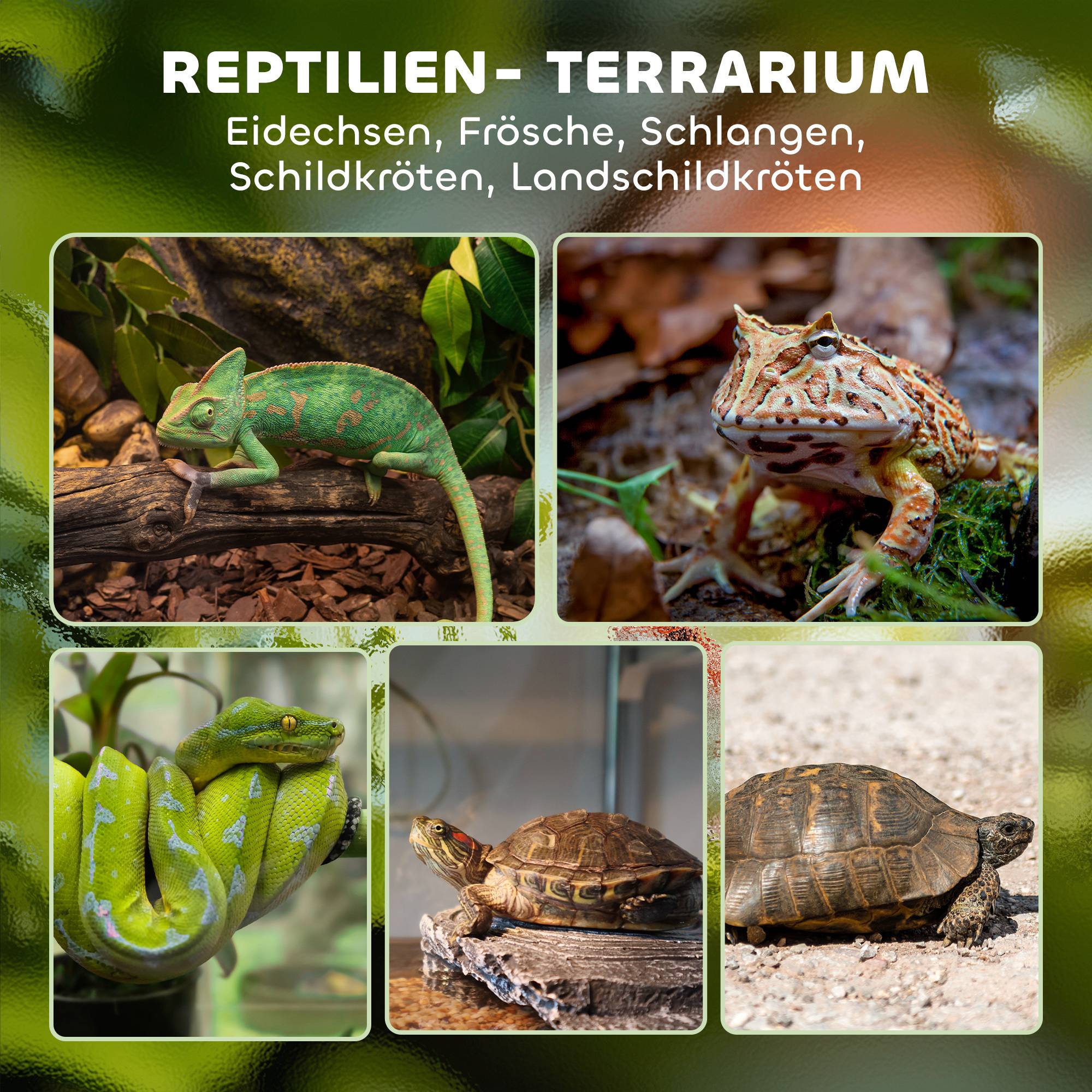 Terrarium pour reptiles verre transparent 50 x 30 x 25 cm - PANGIVO - Image 6