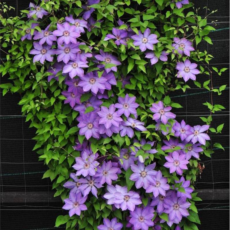 Clématite Baltyk à fleurs Bleue - feuillage Caduc - Pot de 1,5L - Tuteur bambou 30/60 cm- hauteur à maturité De 2,00 m à 2,50 m - Image 6