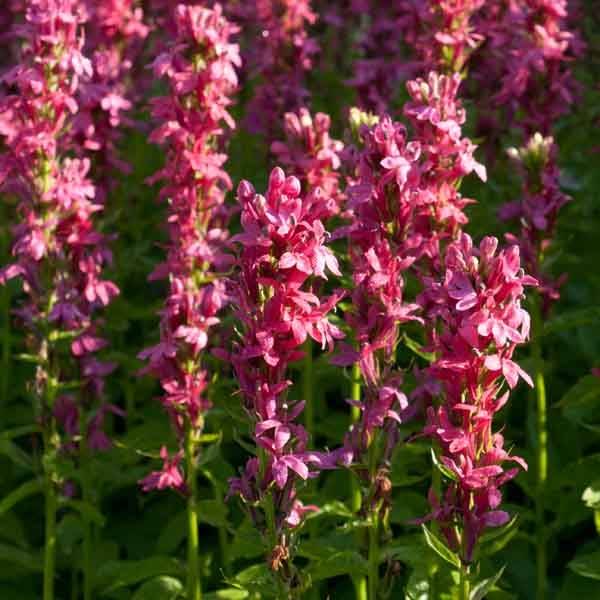 Lobelia Hybride Monet Moment Godet de 8/9 cm