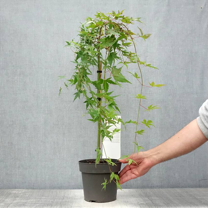 Promesse de Fleurs - Érable du Japon - Acer palmatum Ryusen Pot de 3L/4L, Tige - Image 2