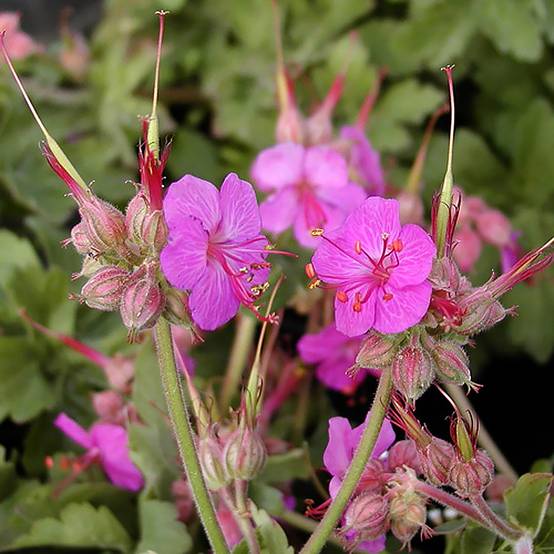 Géranium vivace macrorrhizum Ingwersen's Variety Godet de 8/9 cm