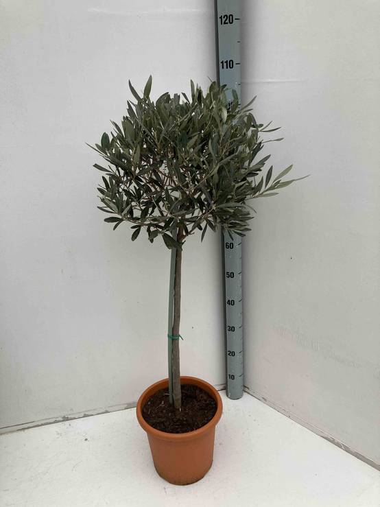 0 - Olea europaea (Oliviers) Multi-plateaux Multi-plateaux - Marmite 375L - 200/250cm - Image 2