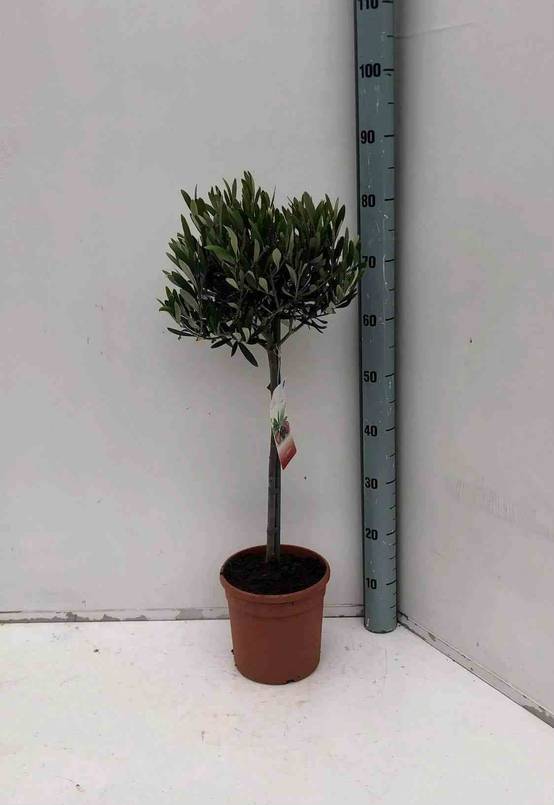0 - Olea europaea (Oliviers) Multi-plateaux Multi-plateaux - Marmite 375L - 200/250cm - Image 1