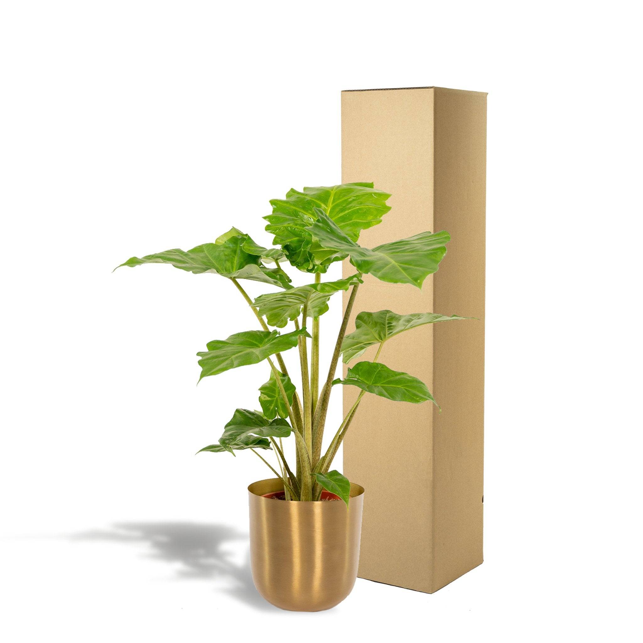 La Green Touch - Alocasia Portodora et son cache-pot bronze 80cm - Plante d'intérieur- La Green Touch - Imagen 6