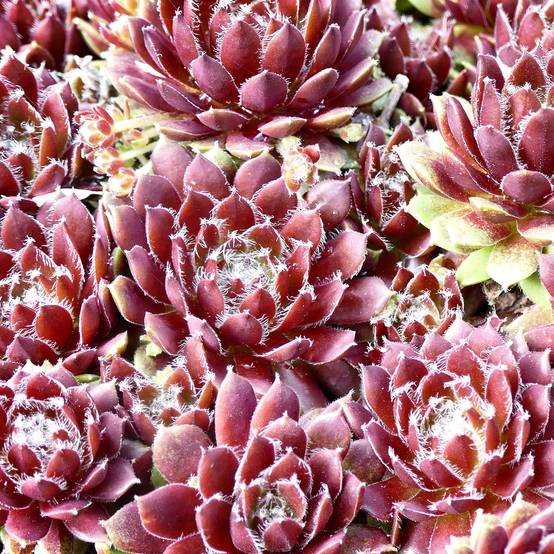 Sempervivum Silberkarneol - Joubarbe hybride rouge-rose. Godet de 8/9 cm
