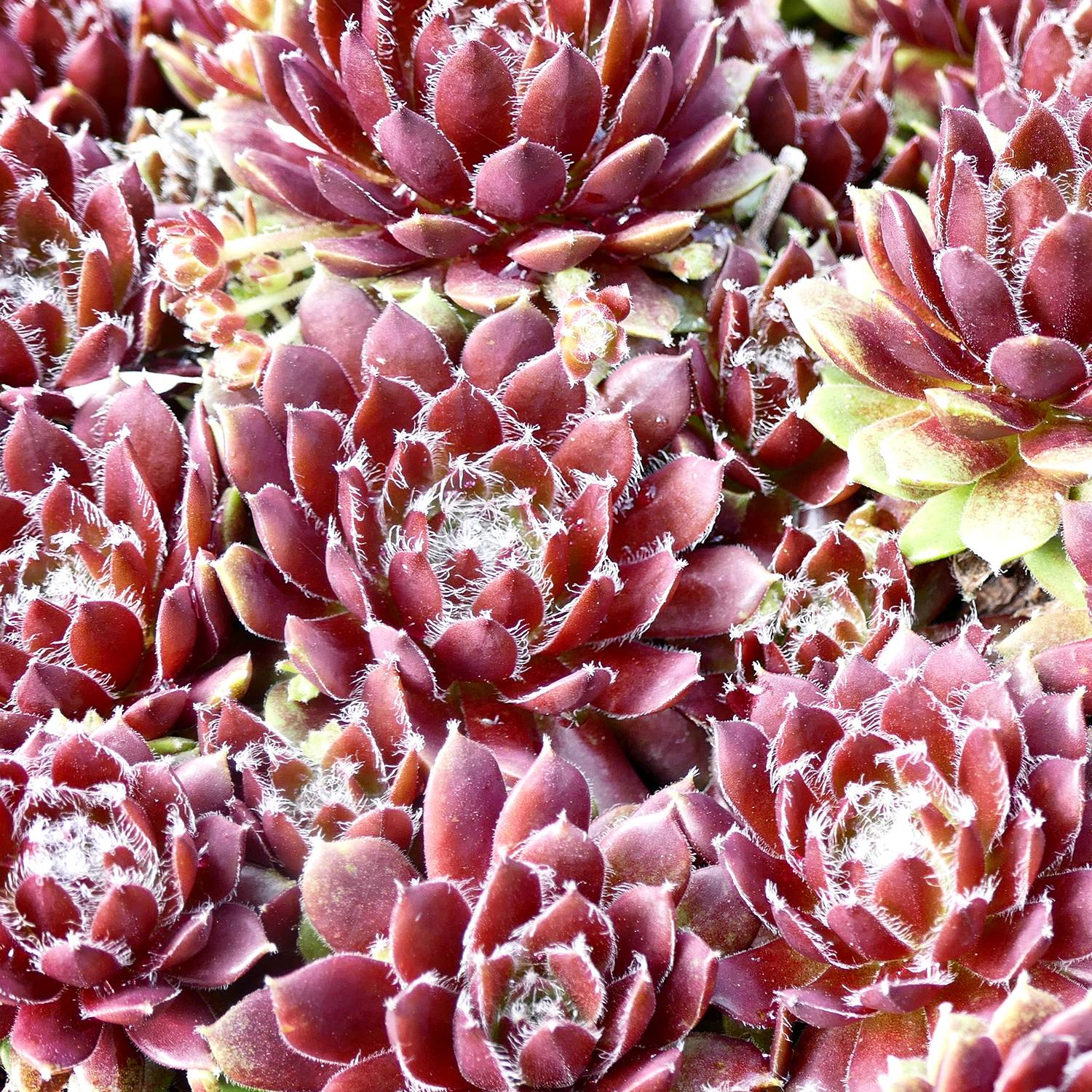 Sempervivum Silberkarneol - Joubarbe hybride rouge-rose. Godet de 8/9 cm