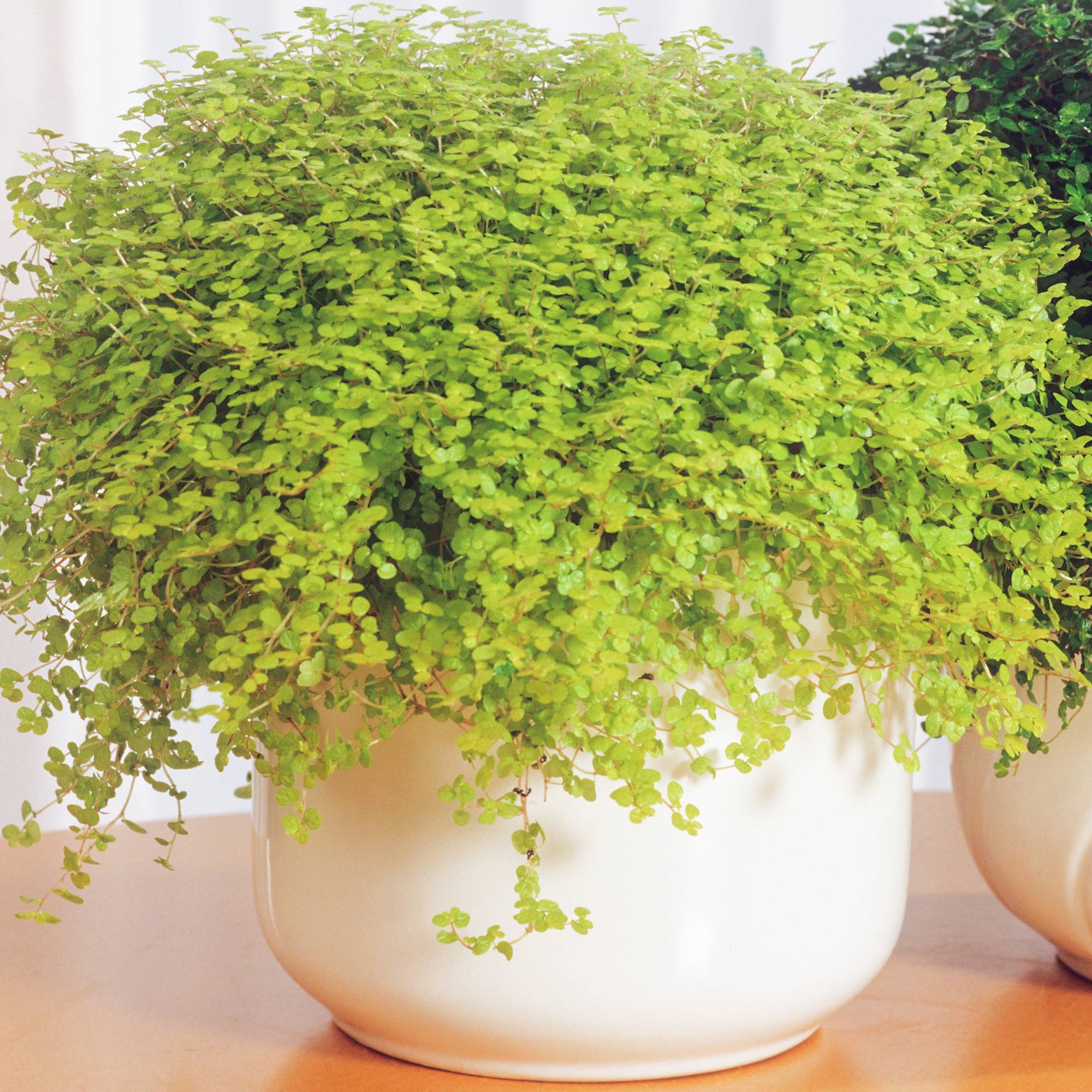 Gardenersdream - 1 X Soleirolia Soleirolii Helxine Jaune  | Plante D'Intérieur Pour La Maison Ou Le Bureau - GardenersDream - Imagen 1