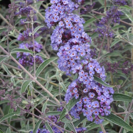 Arbre aux papillons nain Nanho Blue, Buddleia à fleurs Bleue - feuillage Caduc - Pot de 3 L - 40/50 cm- hauteur à maturité De 0,50 m à 1,00 m - Image 1