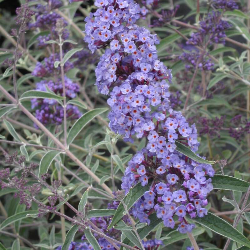 Arbre aux papillons nain Nanho Blue, Buddleia à fleurs Bleue - feuillage Caduc - Pot de 3 L - 40/50 cm-  hauteur à maturité De 0,50 m à 1,00 m - Image 1