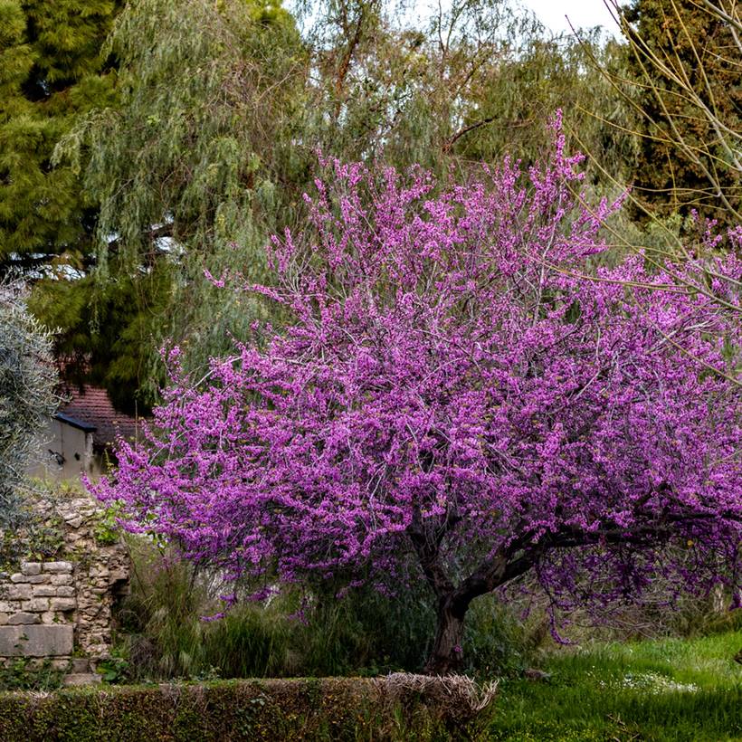 Promesse de Fleurs - Graines d'Arbre de Judée - Cercis siliquastrum le sachet de 35 graines environ (1g)