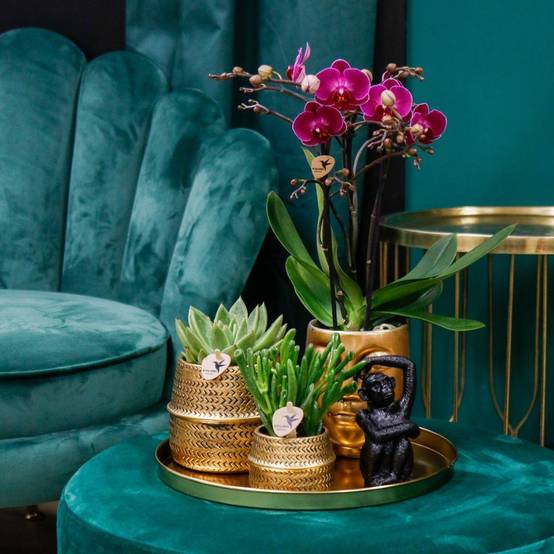 La Green Touch - Gift set Hotel Chic | Orchidée Phalaenopsis Pourpre et Succulentes- La Green Touch - Image 2