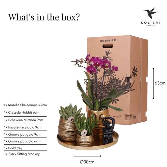 La Green Touch - Gift set Hotel Chic | Orchidée Phalaenopsis Pourpre et Succulentes- La Green Touch - Image 7