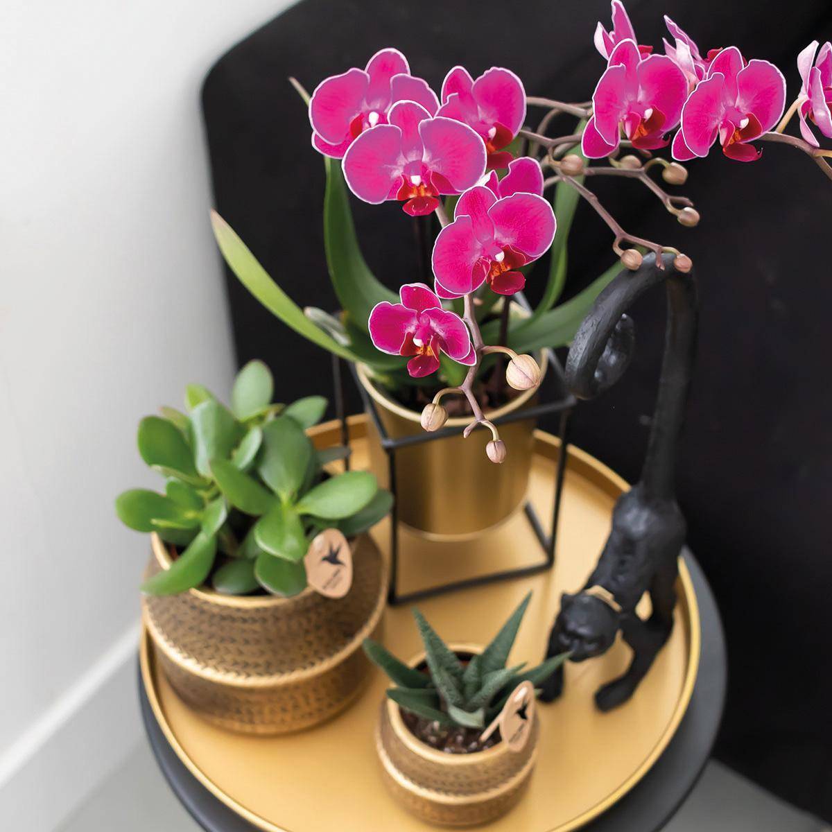 La Green Touch - Gift set Hotel Chic | Orchidée Phalaenopsis Pourpre et Succulentes- La Green Touch - Image 5