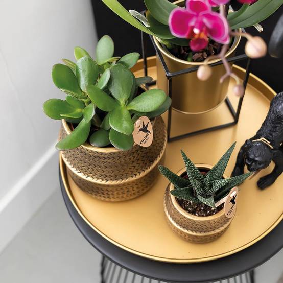La Green Touch - Gift set Hotel Chic | Orchidée Phalaenopsis Pourpre et Succulentes- La Green Touch - Image 4