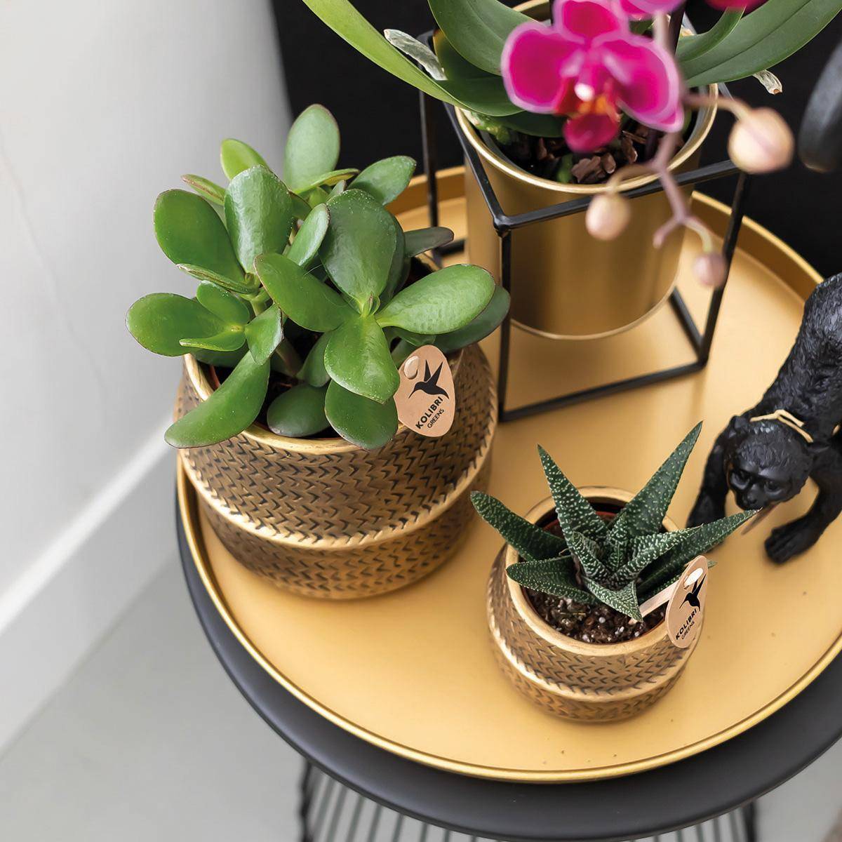 La Green Touch - Gift set Hotel Chic | Orchidée Phalaenopsis Pourpre et Succulentes- La Green Touch - Image 4