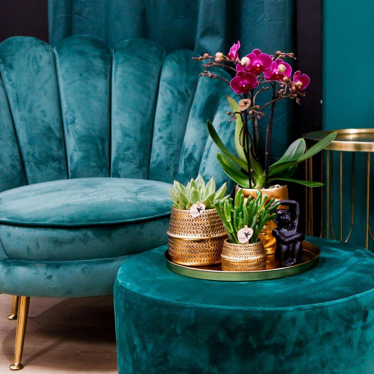 La Green Touch - Gift set Hotel Chic | Orchidée Phalaenopsis Pourpre et Succulentes- La Green Touch - Image 3
