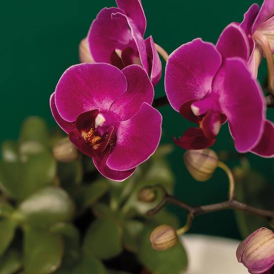 La Green Touch - Gift set Hotel Chic | Orchidée Phalaenopsis Pourpre et Succulentes- La Green Touch - Image 6