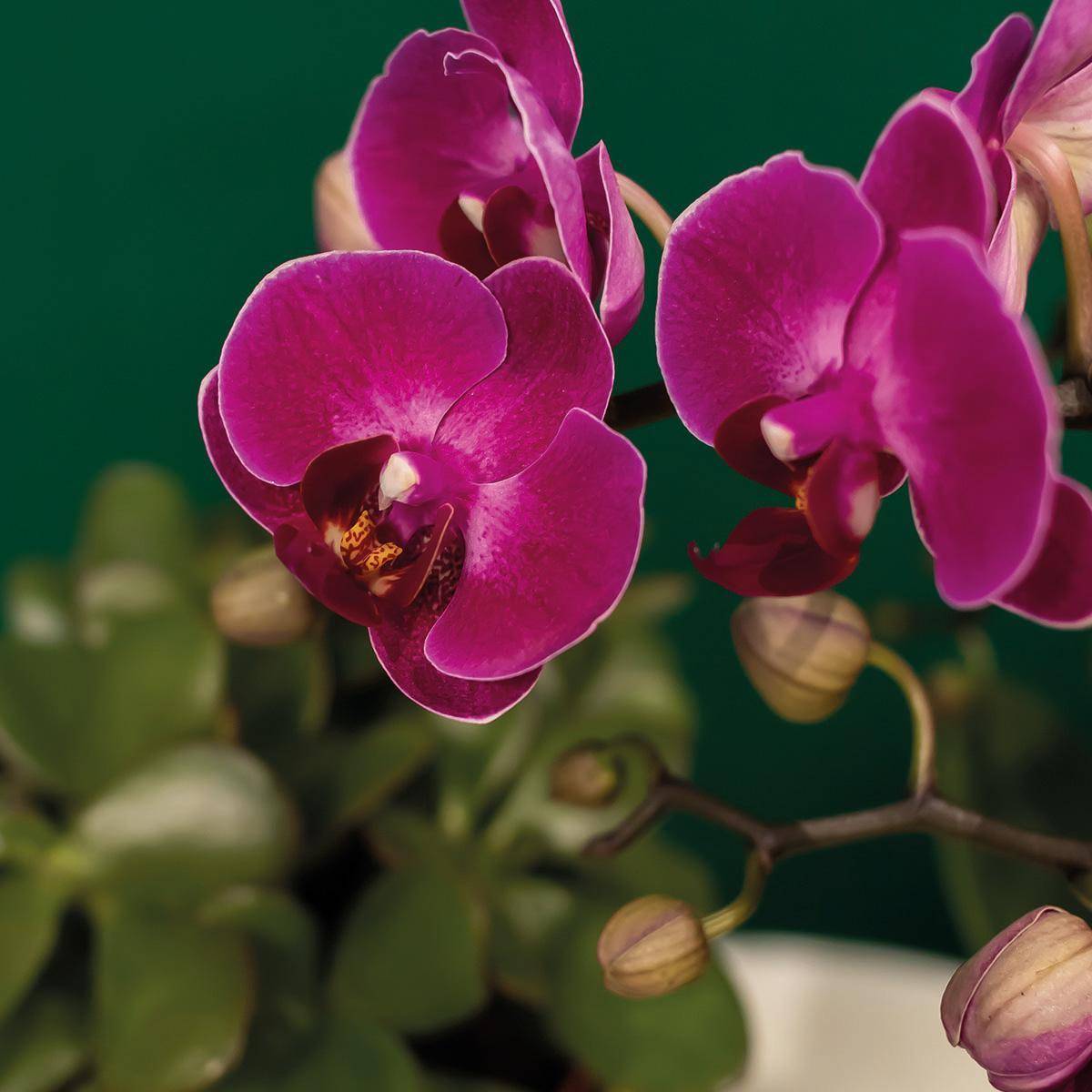 La Green Touch - Gift set Hotel Chic | Orchidée Phalaenopsis Pourpre et Succulentes- La Green Touch - Image 6