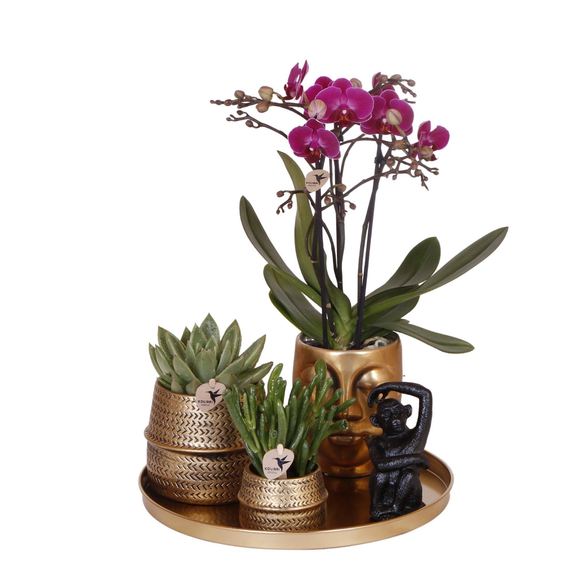 La Green Touch - Gift set Hotel Chic | Orchidée Phalaenopsis Pourpre et Succulentes- La Green Touch