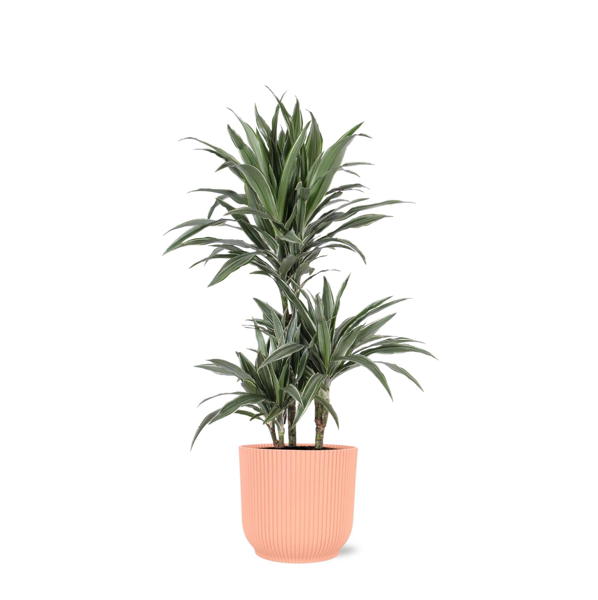 La Green Touch - Dracaena Warneckii et son pot- La Green Touch Relief Rose - Hauteur 65cm