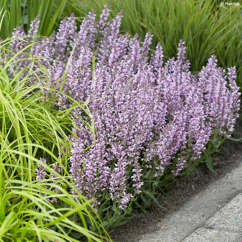 Salvia nemorosa Feathers Flamingo - Sauge des bois Godet de 7/8 cm