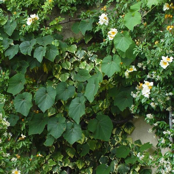 Promesse de Fleurs - Vigne d'ornement - Vitis coignetiae Pot de 2L/3L