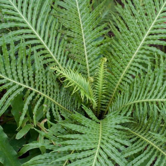 Gardenersdream - Blechnum "Silver Lady" Fougère Naine | Parfaite Pour La Maison Ou Le Bureau (De 25 À 35 Cm Pot Inclus) - GardenersDream - Image 3