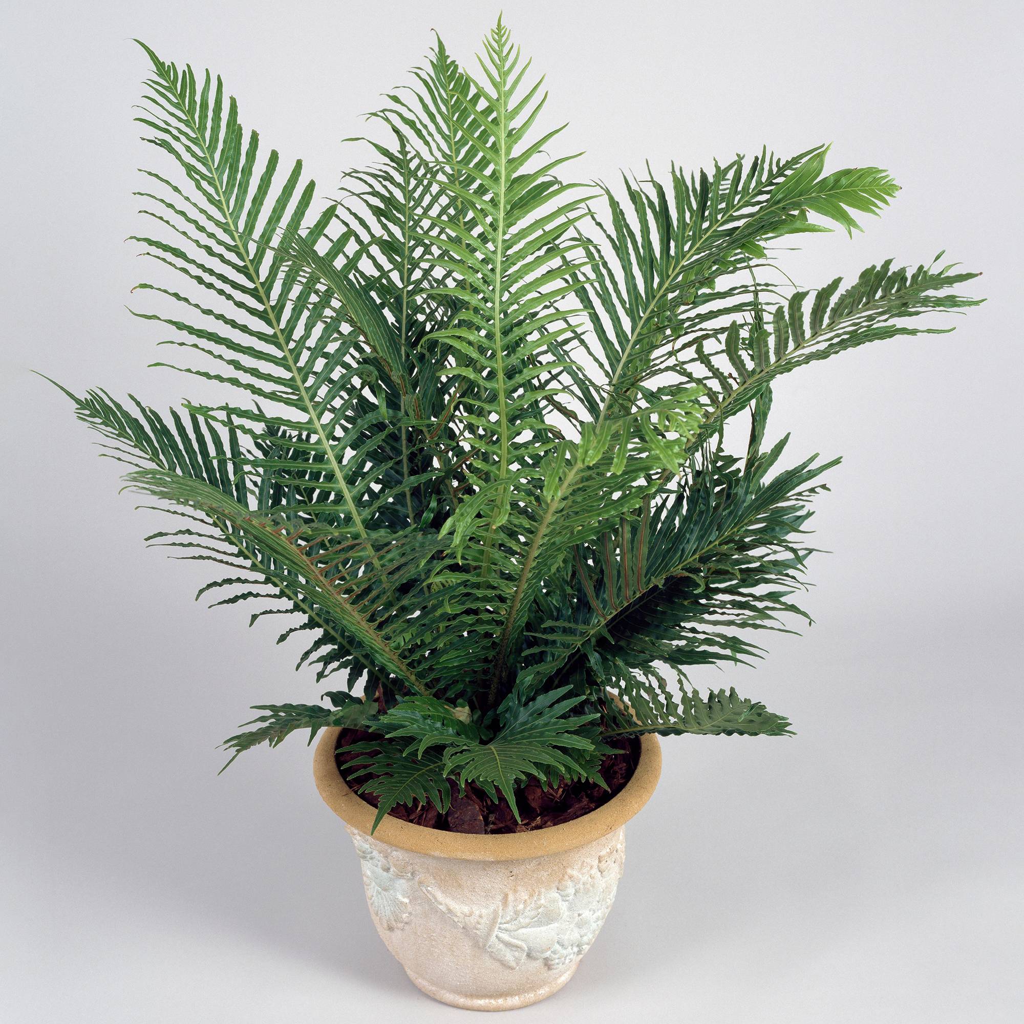 Gardenersdream - Blechnum "Silver Lady" Fougère Naine | Parfaite Pour La Maison Ou Le Bureau (De 25 À 35 Cm Pot Inclus) - GardenersDream - Image 1