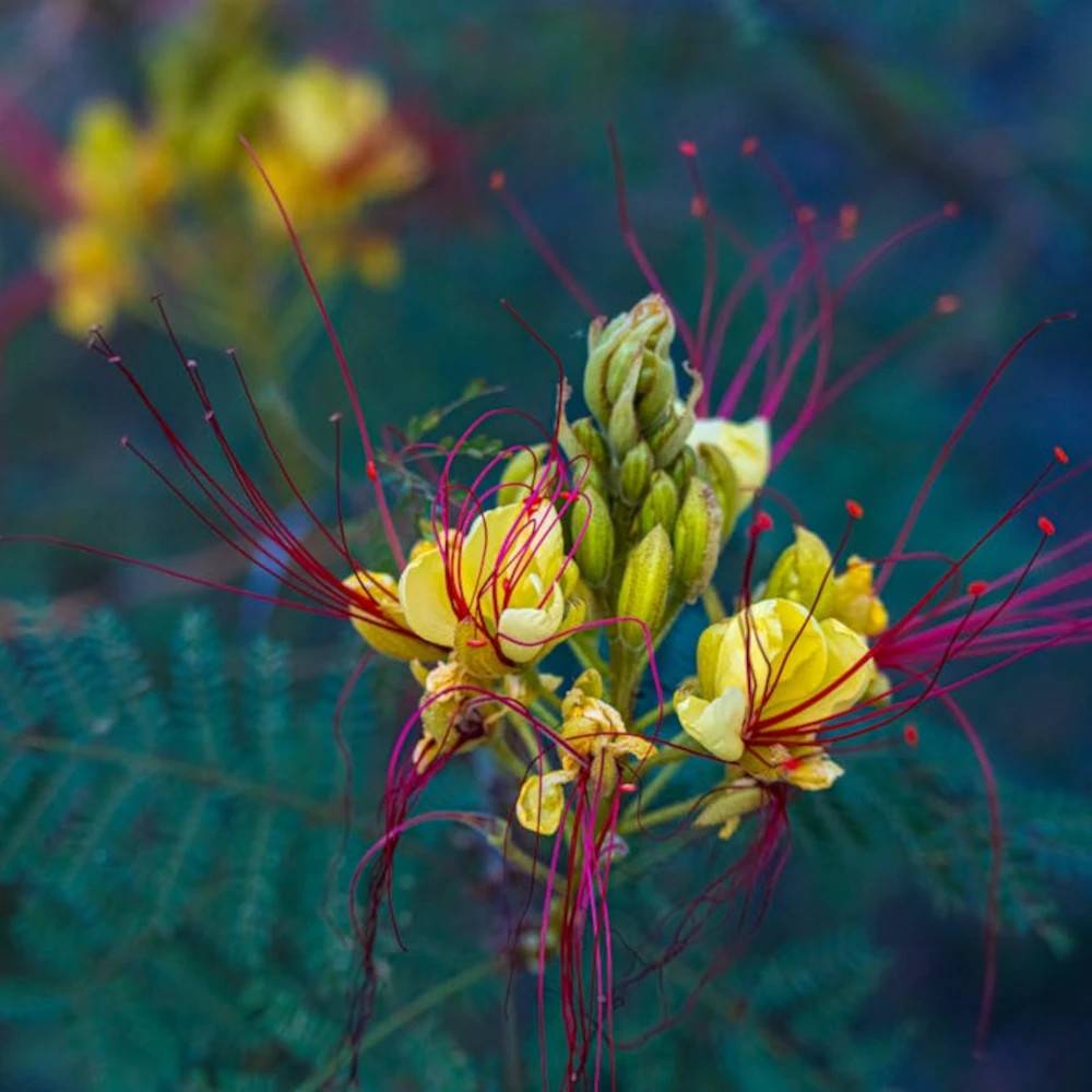 Césalpinie de Gillies, Erythrostemon à fleurs Jaune/Rouge - feuillage Caduc - Pot de 4L - 40/60 cm - Image 1