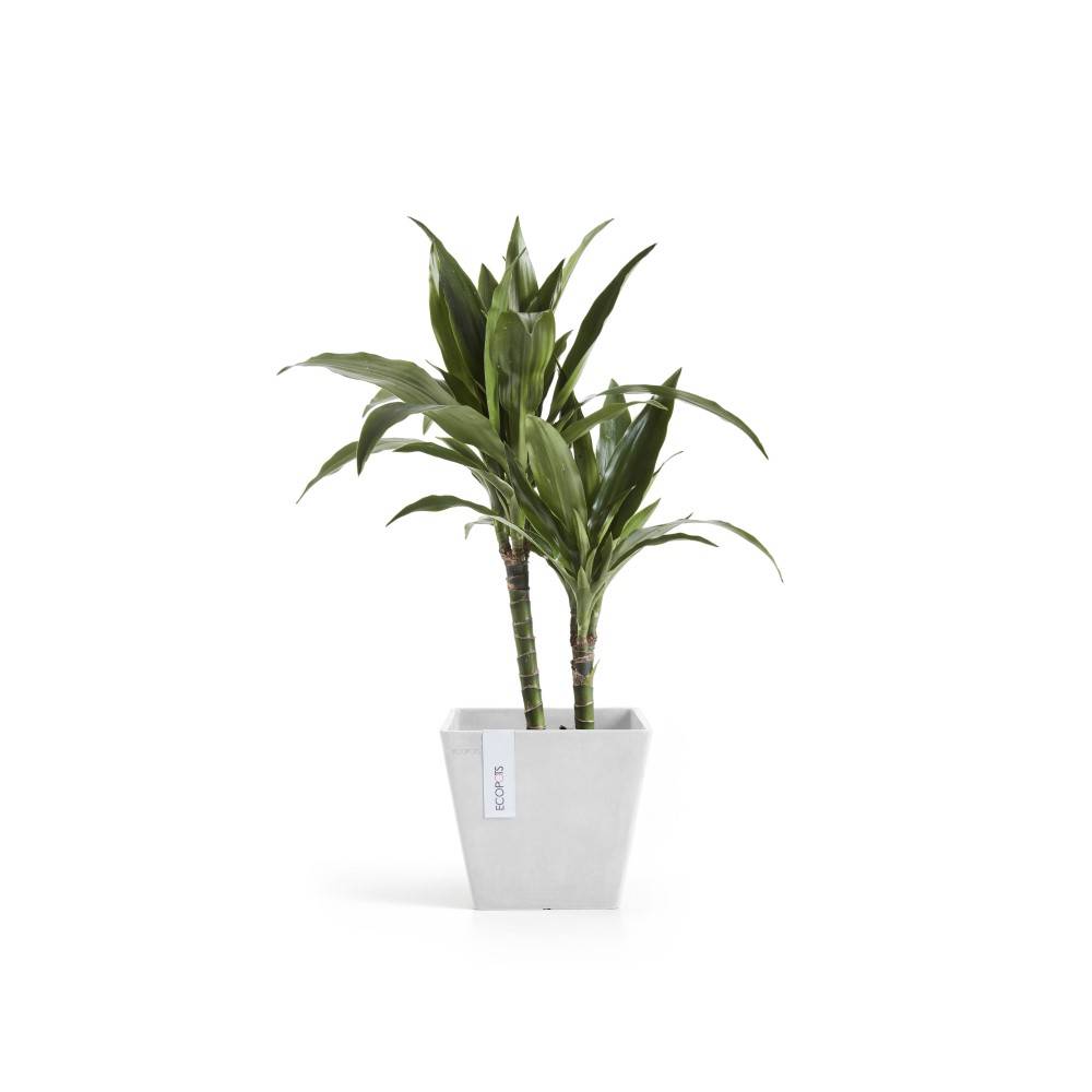 Ecopots - Pot Carré Rotterdam 20 Blanc Pur - 20 x 20 x H. 17,5 cm - 5,2 L ECOPOTS - Imagen 3