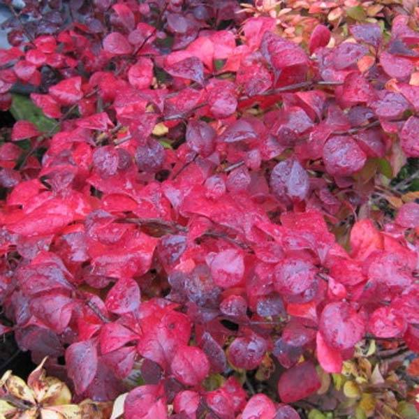 Berberis thunbergii Atropurpurea - Epine-vinette Godet de 8/9 cm - Image 1