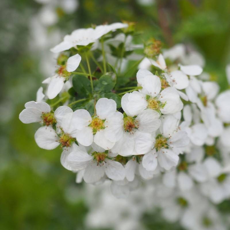 Spirée dentelée, Spiraea à fleurs Blanche - feuillage Caduc - Pot de 3L - 20/40 cm- hauteur à maturité De 2,50 m à 3,00 m - Image 1
