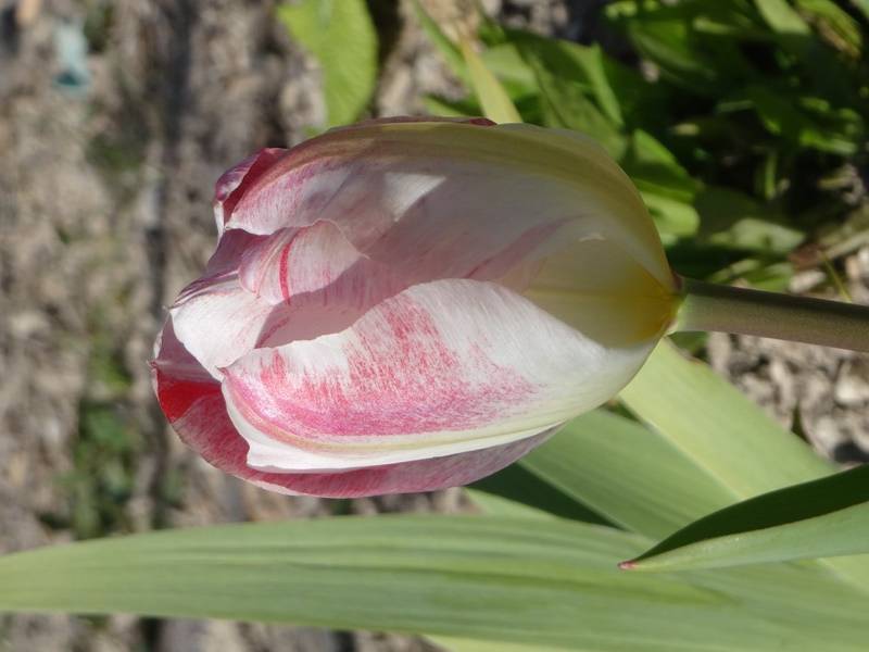 Promesse de Fleurs - Tulipe fosteriana Flaming Purissima Bulbe calibre 11+ (par 10) - Image 2