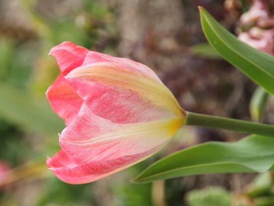 Promesse de Fleurs - Tulipe fosteriana Flaming Purissima Bulbe calibre 11+ (par 10) - Image 1